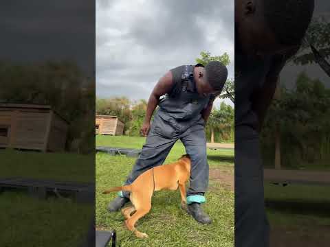 Teaching your puppy tricks — beginners