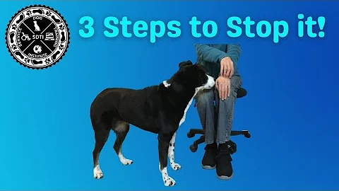 How to Train a PTSD Anxiety Alert for Service Dogs...