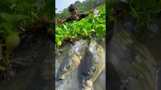 Amazing Boy Catch Big Fish By Hand #bigfish #fishingvideo #shorts