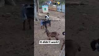 Just Like Human Kids,  Baby Goats Rough House And Headbutt Each Other