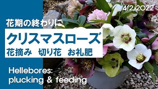 クリスマスローズ 花摘み 切り花 お礼肥 Hellebores Plucking Feeding For Next Year Youtube