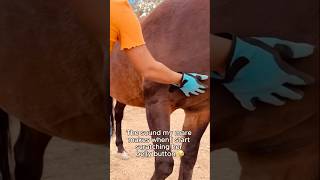 The sound my mare makes when I scratch her belly button 🤷‍♀️😂#horse #horses #equestrian #ranchlife