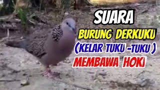 Suara burung derkuku (kelar tuku-tuku ) membawa hoki