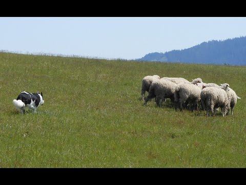 how-to-drive-sheep-demo----part-1-(intro)----push-stock----border-collie----dog-training---farm-work