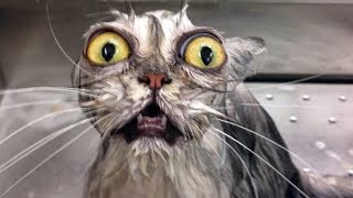 Drole Animaux Eau Fails Qui Vous Fera Mourir De Mourir Videos Epiques Animaux Funny Youtube