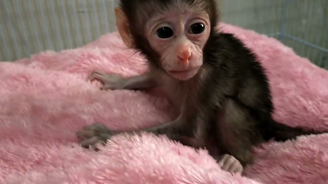 cute baby monkeys  when it's rain ,lovely fauna youtube channel