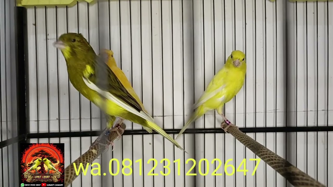 Buruan bos ku obrall kenari penghabisan stok.. 