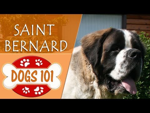 top st bernard breeders