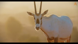 Animalia - Ramadan Kareem by Animalia 361 views 1 month ago 1 minute, 53 seconds