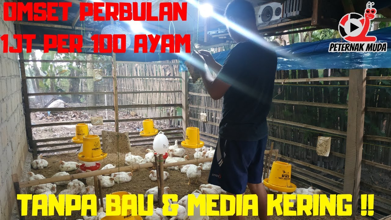 LUAR BIASA TERNAK BROILER TANPA BAU DAN MEDIA SELALU KERING, INI RAHASIANYA