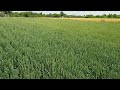 Яровая пшеница 19.06.2019