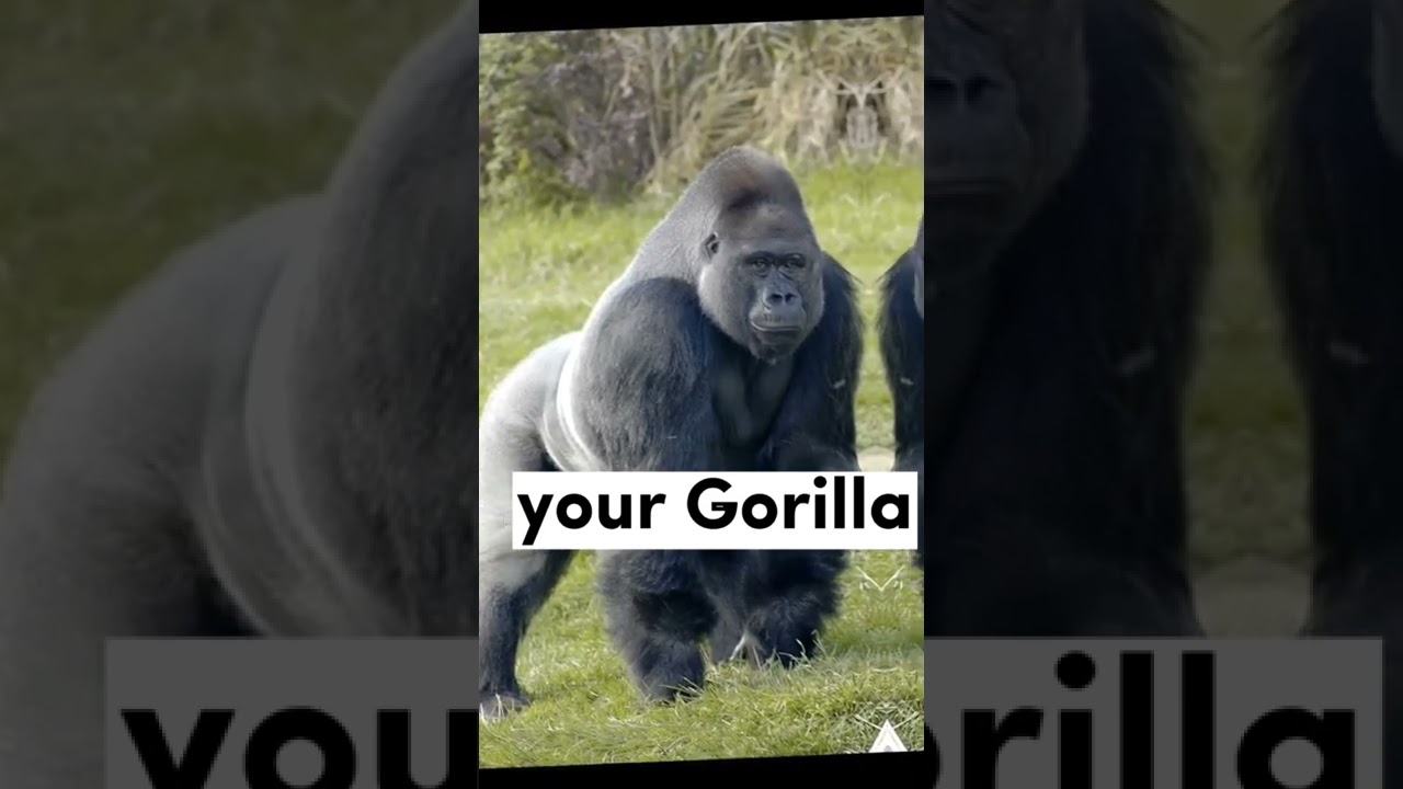 Real World Vs Pokemon World 