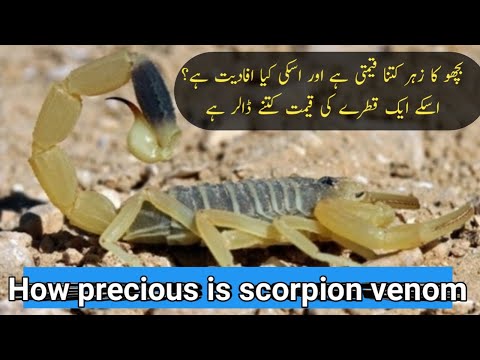 Video: Scorpion Venom Një Mjet Premtues Në Betejën Për Të Mposhtur Kancerin - Përdorimi I Venomit Të Akrepit Për Të Luftuar Kancerin