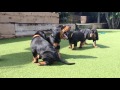Black & Tan Coonhound puppies の動画、YouTube動画。
