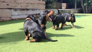 Black & Tan Coonhound puppies