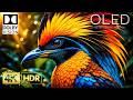 Massive OLED HDR TEST | PIXELS ON FIRE: 16K Nature Dolby Vision 120fps (8K/4K Video TV)
