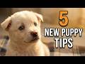 5 Tips for Bringing A New Puppy Home