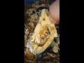 Homemade cooking butter garlic mussels tahong yummy sarap pa kuyalorman