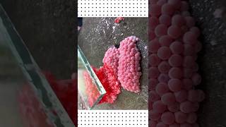 This Girl Found Eggs🧐 #shorts #viral #pets #animals