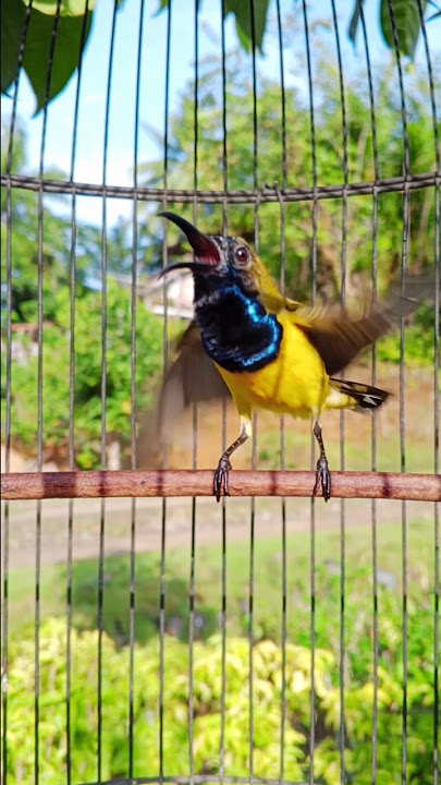 Sogok ontong ngleper #pancingansogokontong #suaraburung #masteransogokontong #birds