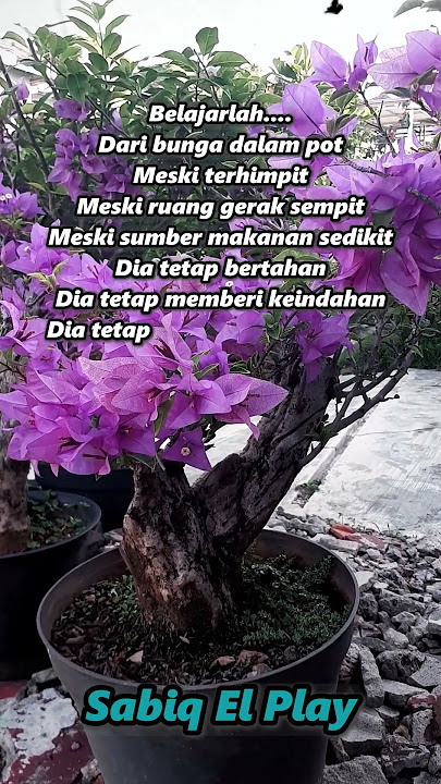 Belajarlah dari bunga dalam pot   #quotes #quotesoftheday  #bunga #bougenvile  #bougenvil