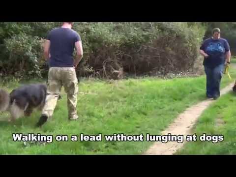 sam---german-shepherd---on-lead-dog-aggression---residential-dog-training-at-adolescent-dogs-uk