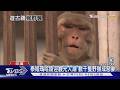泰姬瑪哈陵野猴肆虐 韓遊客慘遭咬爆血｜TVBS新聞