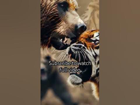 GRIZZLY BEAR vs TIGER (WHO WOULD WINS THIS EPIC SHOWDOWN?) #shorts #