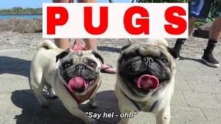 Pug refuses to walk until hes promised dinner