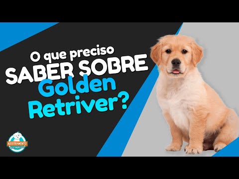 Golden Retriever (Entenda