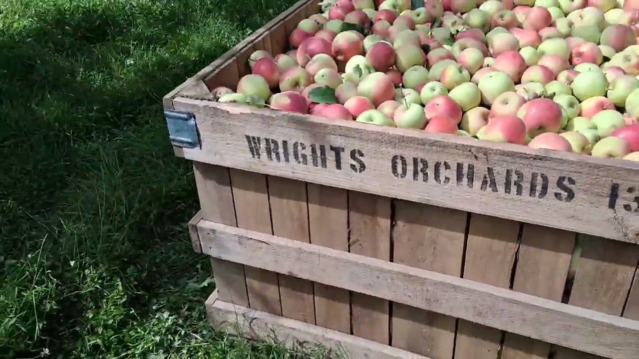 Miren que bonita se ven las cajas de manzana 😋🍎 que Estamos cortando miren 😱