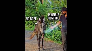 The psychology of Horse 😱 #trickstogo #science #experiment