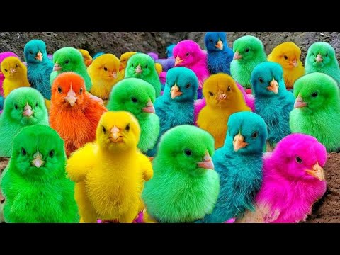 World Cute Chickens Colorful Chickens Rainbows Chickens Cute Ducks Cat RabbitsCute Animals 