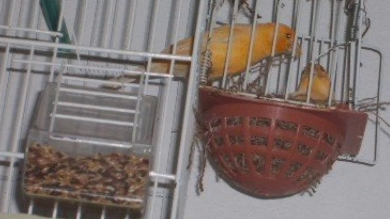 أريد وقف الإنتاج لكن الأنثى تستمر في وضع البيض ما الحل؟