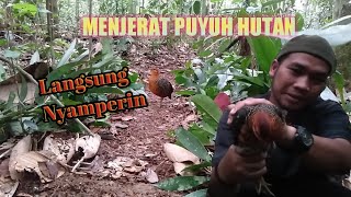 Download Lagu MENJERAT PUYUH HUTAN DI TENGAH HUTAN ||  Puyuhnya lansung datang begitu mendengar suara... MP3