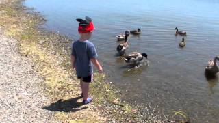 Summer Float Fly Multiplex Mentor