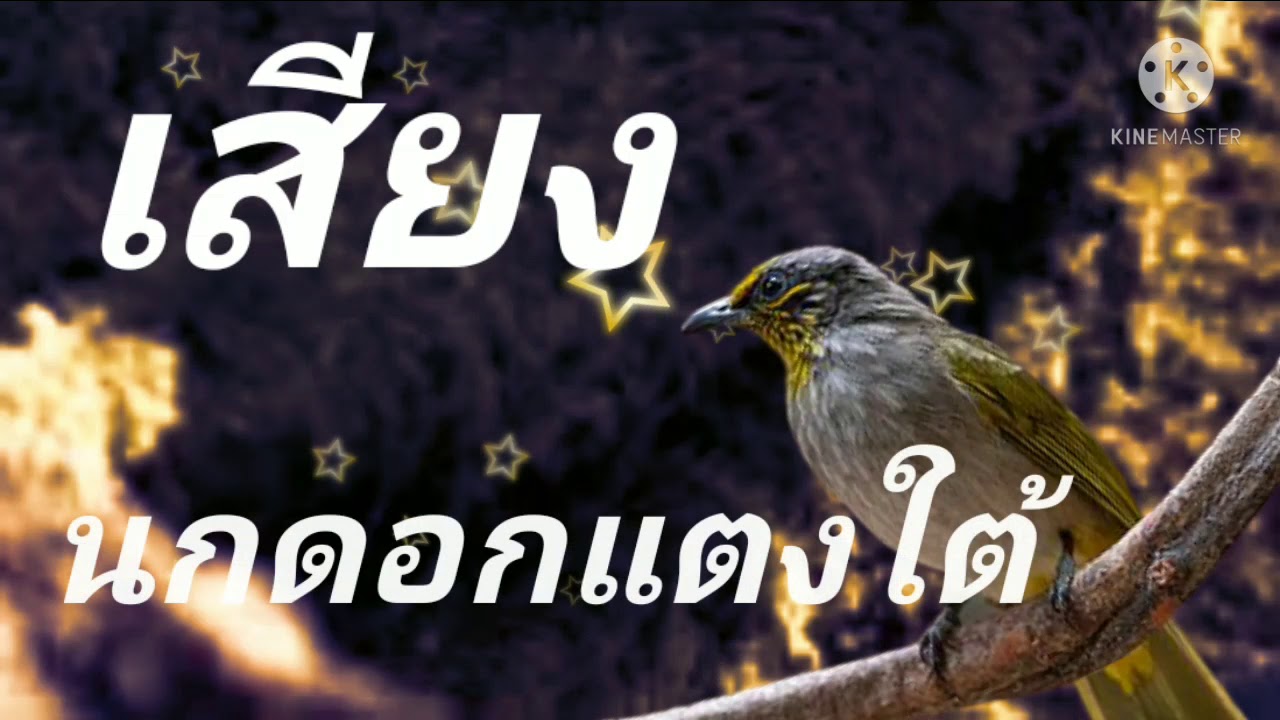 เสียงนกกรงดอกแตงใต้มาเร็วแต่ลงไม่ถึงกรง(สำหรับต่อยางต่อตาข่ายดำ)