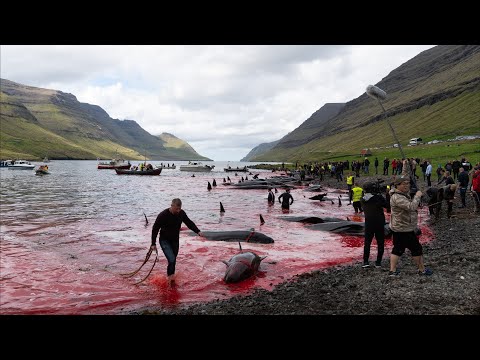 Pilot whale slaughter on the Faroe Islands | 18+