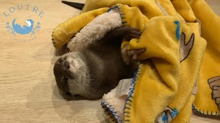 【カワウソ】うーちゃんとおあげとタオルで遊ぼう　Otter　U chan＆Oage, Let's Play with Towls