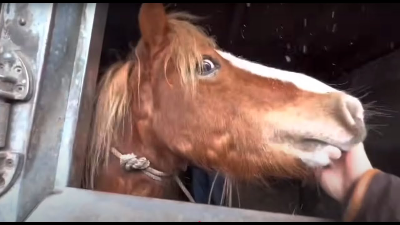 Trying to Tame a Wild Pony!