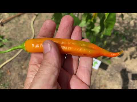 Video: Aji Panca Chili Pepper Care: consigli per coltivare Aji Panca in giardino