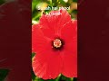 phool ki tarah khilte raho