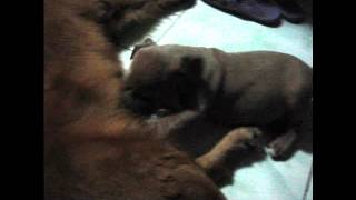 american bully puppy by WALLE9000 754 views 11 years ago 2 minutes, 22 seconds