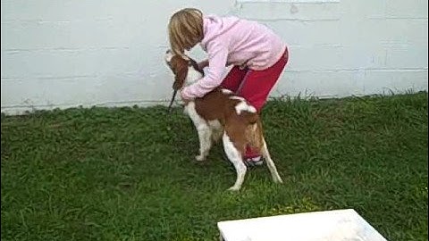 Dog Training, Loose Leash Walking, prelude to the heel command