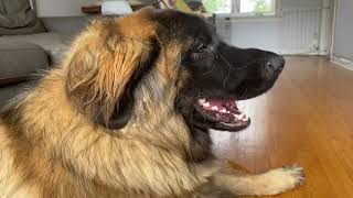 Leonbergers are like pill bugs