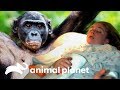 Mulher sobrevive a um ataque de um chimpanzé solto | Cara a Cara com as Feras | Animal Planet Brasil