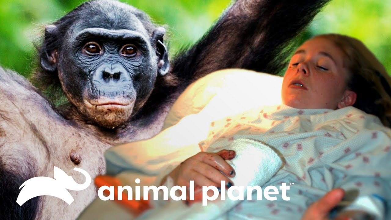 Mulher sobrevive a um ataque de um chimpanzé solto Cara a Cara com as Feras Animal Mulher sobrevive a um ataque de um chimpanzé solto Cara a Cara com as Feras Animal
