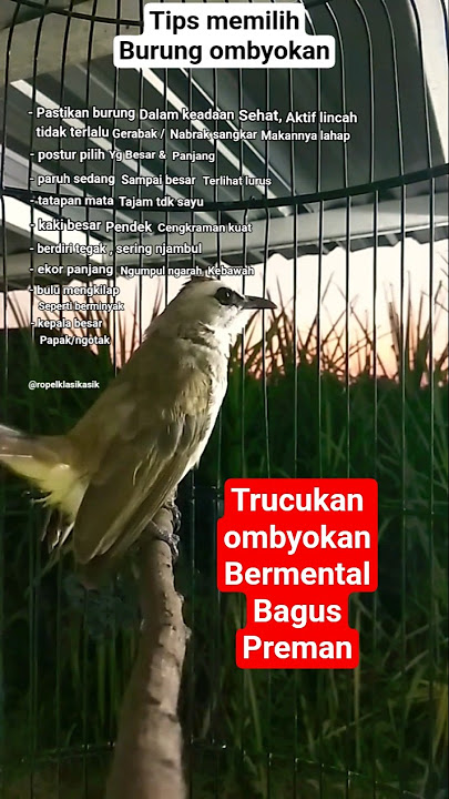ciri ciri burung ombyokan bermental bagus. #hobiburung #trucukangacor #trucukangacor #trucukombyokan