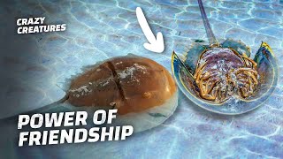 This Horseshoe Crab Saves His Stuck Friend
