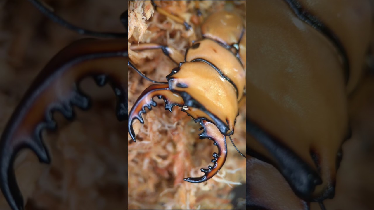 第七屆台灣國際昆蟲博覽會 The 7th Taiwan International Insect Exposition